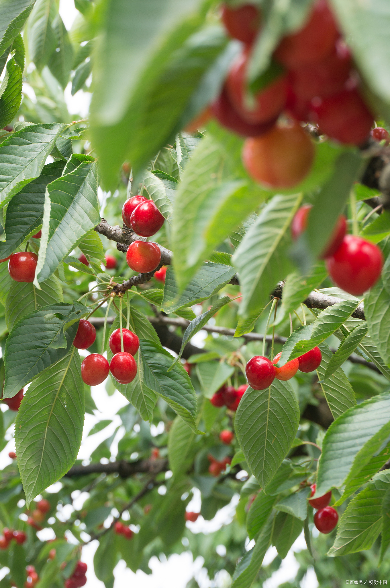 樱桃什么时候成熟季节